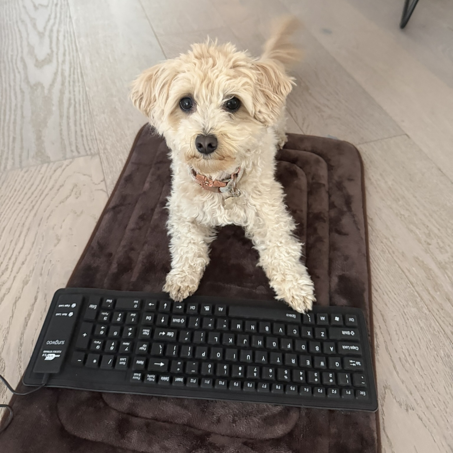 Momo with a keyboard